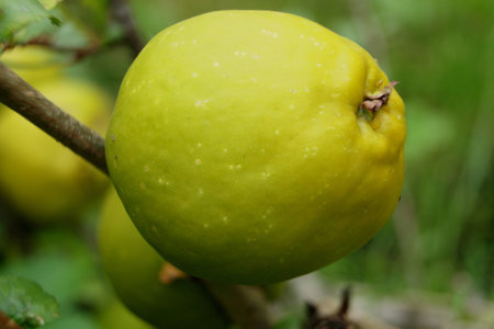 Yellow / green quinceの写真素材