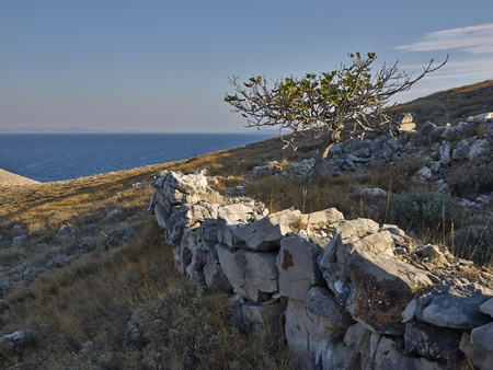 Tree and stone wall on the island of Kornat      の写真素材