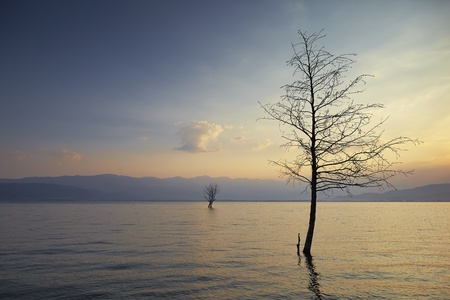 trees in lake in morningの写真素材