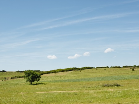 Tree meadow and clouds 