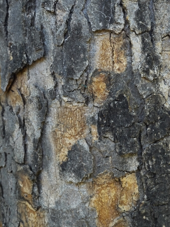 bark of tree in city parkの写真素材