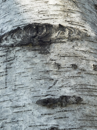 bark of tree in city parkの写真素材