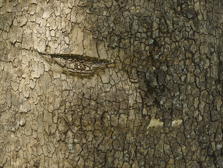 bark of tree in city parkの写真素材