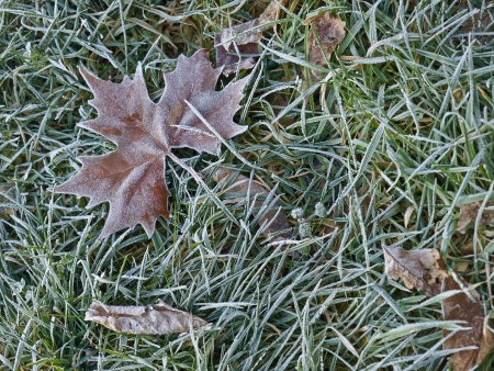 Maple leaf on the grass in morning frost の写真素材