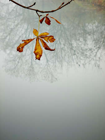 autumn leafs and reflection in the lake         の写真素材