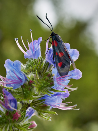 Five red spot black butterfly and flowers        の写真素材