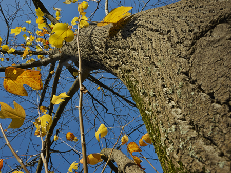 Autumn tree and blue sky     の写真素材