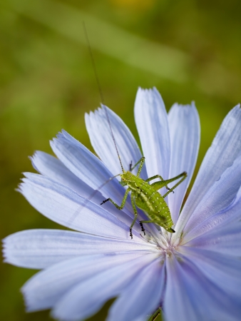 Green grasshopper on the bue wild flower    の写真素材