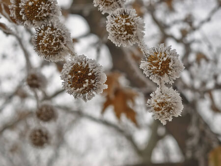 Rime coverered plane tree seed in park         の写真素材