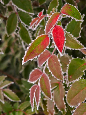 Rime covered leafs in parkの写真素材