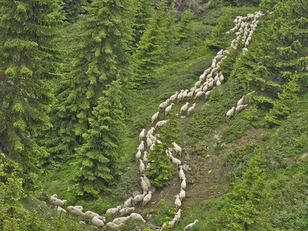 herd of sheep moving in the woods on the mountain Shara, Macedoniaの写真素材