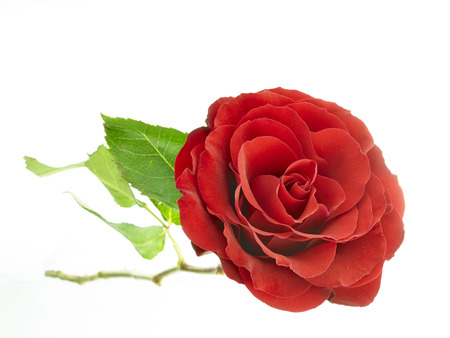 Red rose with leafs isolated on whiteの写真素材
