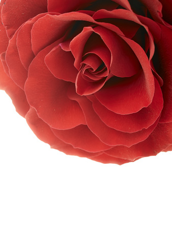 Red rose macro isolated on whiteの写真素材