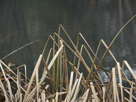 reeds in lake in the city parkの写真素材