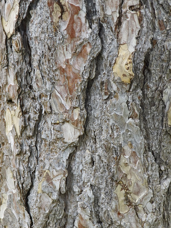 bark of tree macro, in city parkの写真素材