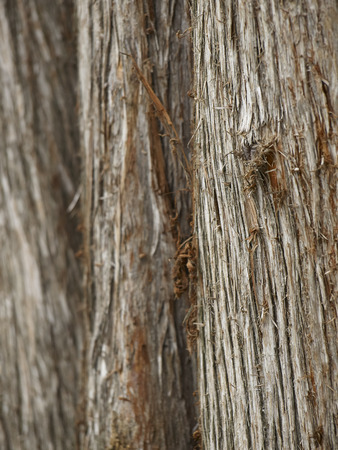 bark of tree macro in city park     の写真素材