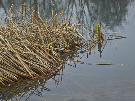 reeds in lake in the city park      の写真素材