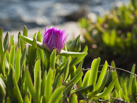 pigface flower in bloom on island Dugi otok, Sali, Croatiaの写真素材