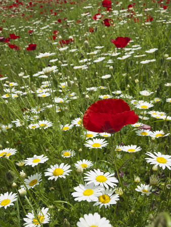 meadow of marguerites and poppies near villageの写真素材
