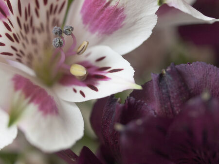 A macro shot of an alstroemeria flowerの写真素材