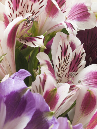 A macro shot of an alstroemeria flowersの写真素材