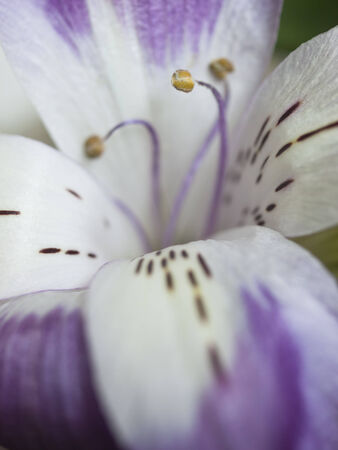 A macro shot of an alstroemeria bloomの写真素材