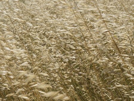 Close-up of grass tending a breath of windの写真素材