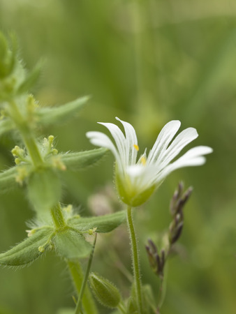 Withe chickweed flower in wild nature, close upの写真素材