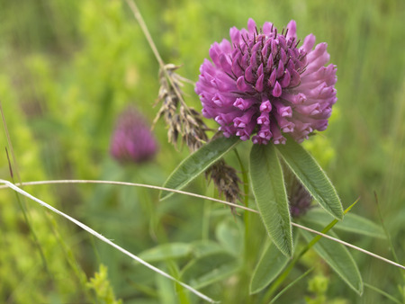 Flower Red clover- Trifolium pratenseの写真素材