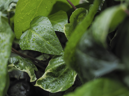 Green ivy Hedera with glossy leaves and white veins in the rainの写真素材