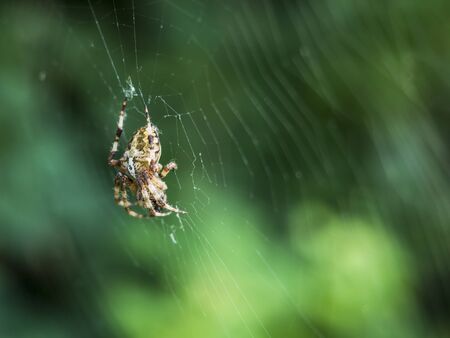 Spider in his web in  the morning lightsの写真素材