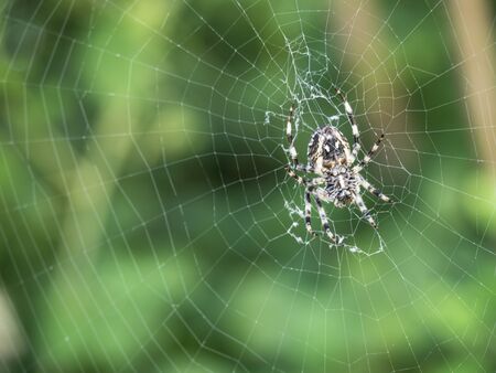 Spider in his web in  the morning lightsの写真素材