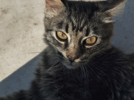 Close-up of posing cat with brown eyeの写真素材