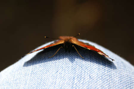 Peacock Butterfly sitting on jeans