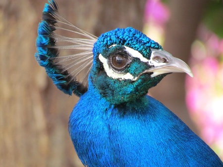 Peacock headの写真素材
