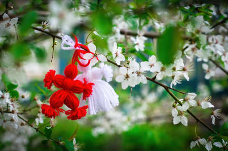 Red and white beautiful martisor hanging on the branches of the blooming tree. Martenitsa beginning of spring celebration. Romania and Bulgaria tradition. White flowersの写真素材