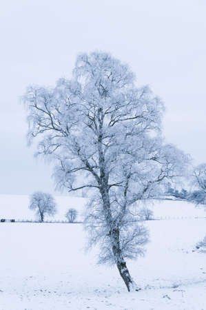 Tree in snow covered landscapeの写真素材
