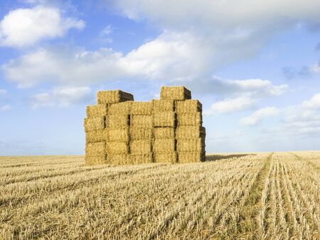 Large stack of straw bales in field after harvestingの写真素材