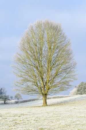 Tree in landscape on frosty morningの写真素材
