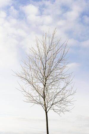 Solitary frost tinged tree against a cloudy blue skyの写真素材