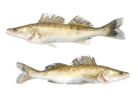 fresh and dead zander on the white backgroundの写真素材