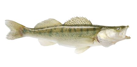 fresh and dead zander on the white backgroundの写真素材