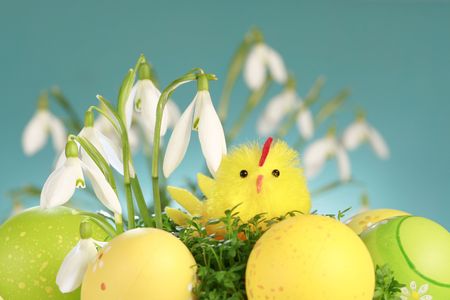 Snowdrops and early spring, on blue background, easter arrangement