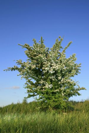 Blossoming hawthorn bushの写真素材