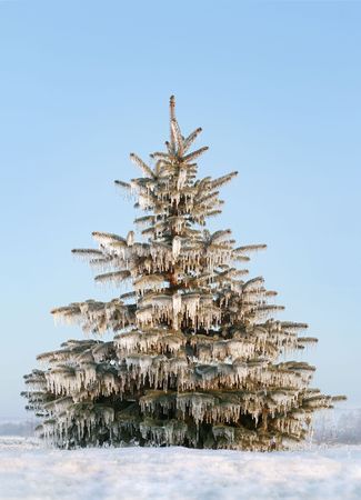 individual freeze coniferous tree, winter, covered iciclesの写真素材