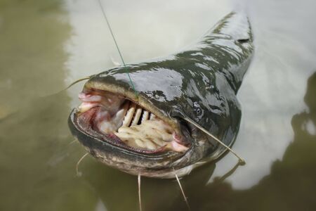 Big one catfish on riverの写真素材