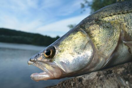Zander close upの写真素材