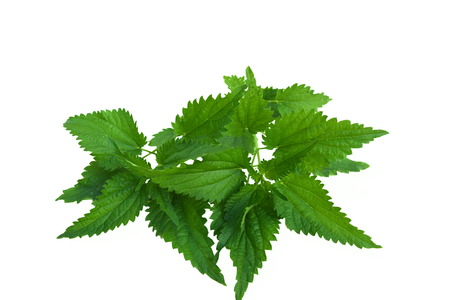 nettle leavesの写真素材