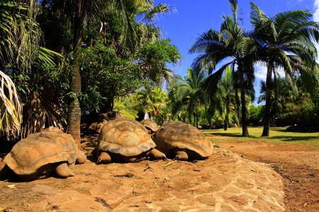Three giant turtles resting under the palm shadow の写真素材