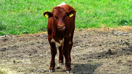 Young calf on the pasture in Slovak countryside の写真素材